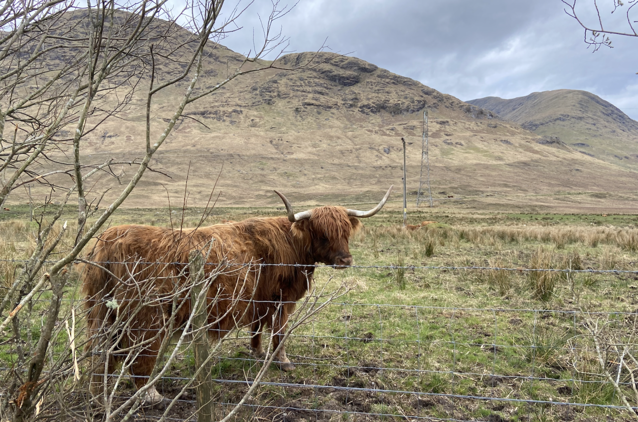 Eine Highland-Kuh auf einer Weide in den Highlands.