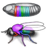 [Drosophila]