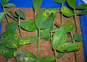 Erdnusspflanzen knnen durch Behandlung mit Chitosan vor einer bakteriellen Erkrankung geschtzt werden, die auf Blttern braune Flecken verursacht.