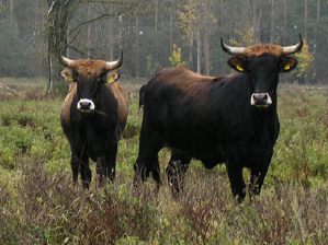 Renaturierung: Heck-Rinder kommen bei der Wiederherstellung halboffener Weidelandschaften in den Lippeauen zum Einsatz.
