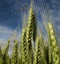 Getreide enthlt hufig Schimmelpilzgifte, die bereits in geringen Mengen gesundheitsschdlich sind.
