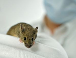 Kleines Tier mit groer Bedeutung fr die Arthrose-Forschung: Die Maus "Agnes" ist resistent gegen Gelenkverschlei
