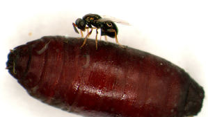 Eine weibliche Erzwespe injiziert ihre Eier in die Puppe einer Fliege. Dort ernhren sich die Wespenlarven von dem Fliegennachwuchs.