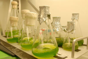 Zu Forschungszwecken wachsen grne Mikroalgen im Labor in Glaskolben.