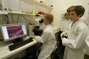 Unter Beobachtung seiner jungen Kollegen untersucht Cedric Steeg (links) am Mikroskop Herzgewebe.