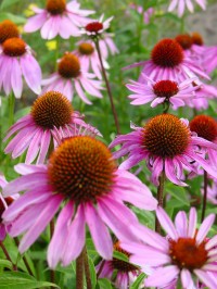 Der Purpurfarbene Sonnenhut wird nicht nur als Zierpflanze verwendet, sondern auch zu therapeutischen Zwecken eingesetzt.