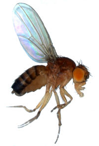 Forschungsobjekt mnsterscher Neurobiologen: eine Fruchtfliege der Art Drosophila melanogaster