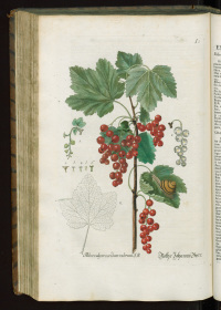 Georg Wolfgang Knorr: Thesavrvs rei herbariae (Nrnberg 1770) Ribes vulgare - Rothe Johannis Beer