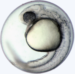 Zebrafisch-Embryonen sind bei Forschern als Modellorganismen beliebt, weil sie fast transparent sind.