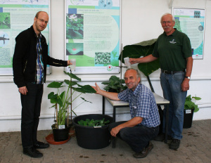 Prof. Dr. Kai Mller (Direktor des Botanischen Gartens), Herbert Voigt (Technischer Leiter) und Grtnermeister Manfred Voss (von links) stellen den Lotus-Effekt vor.
