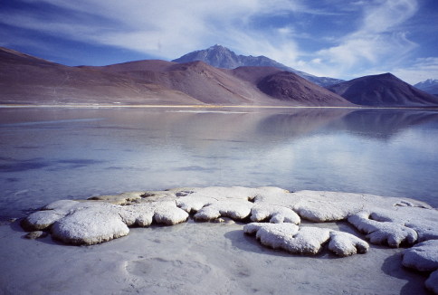 Lebende Stromatolithen im Socompa-See in den argentinischen Anden