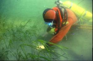 Ein Taucher verpflanzt Seegras fr ein Experiment.