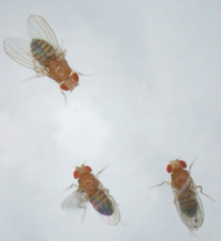 Ein Fruchtfliegen-Weibchen (links oben) vor der Wahl: Welches der beiden Mnnchen ist attraktiver?