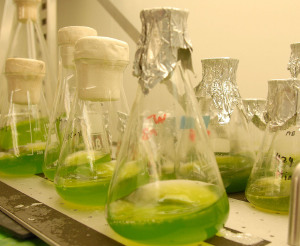 Algenzucht im Labor: Zu Forschungszwecken wachsen die Mikroalgen in Glaskolben.