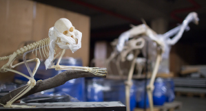 Nicht nur einzelne Knochen, sondern auch ganze Skelette lagern in der bergangsheimat des Geomuseums. Die Meerkatze (vorne) und der Strau gehren zur Vergleichssammlung der Wirbeltier-Skelette.
