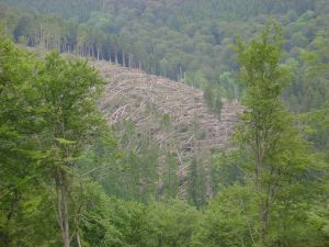 Kahlschlag: Der Orkan „Kyrill“ traf den Briloner Wald (Hochsauerland) im Mai 2007 besonders heftig.