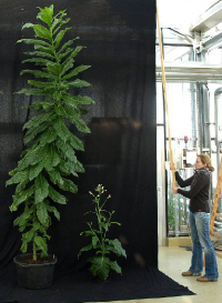Größenvergleich: rechts eine gewöhnliche Tabakpflanze, links die Variante "Forever young"