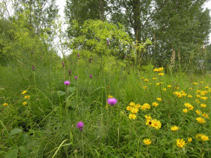 Pfeifengras-Feuchtwiesen beherbergen zahlreiche an Phosphormangel angepasste Pflanzenarten: Im Bild Knollen-Kratzdistel (kaminrot), Weiden-Alant (gelb) und Arznei-Haarstrang (gelb-grün).