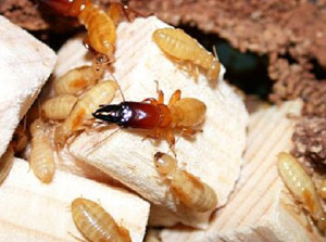 Feuchtholz-Termiten der Art Zootermopsis nevadensis, in der Mitte ein Soldat ...
