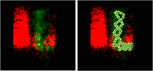 Die spiralfrmige Virus-Erbinformation (grn/fluoreszenzmikroskopisch sichtbar gemacht); links: Originalaufnahme, rechts: Illustration