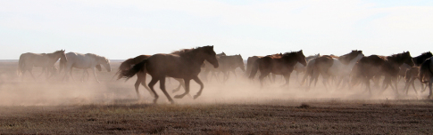 Pferde spielen fr die Bevlkerung in Mittelasien - hier in Kasachstan - eine wichtige Rolle. (Fotostrecke siehe unten)