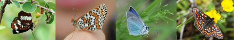 Butterflies 480