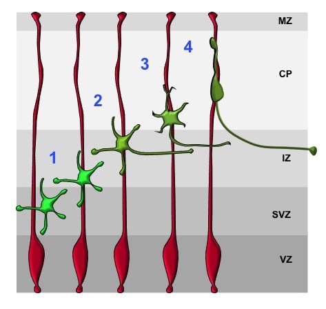 Figure 1. Neuronal polarization and migration in the embryonic cortex.