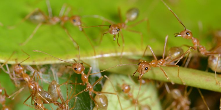Ameisen-Arbeiterinnen einer Kolonie sind sehr eng miteinander verwandt und sehen häufig völlig gleich aus. Dennoch gibt es bei ihnen individuelle Besonderheiten.