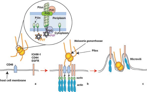 infection png