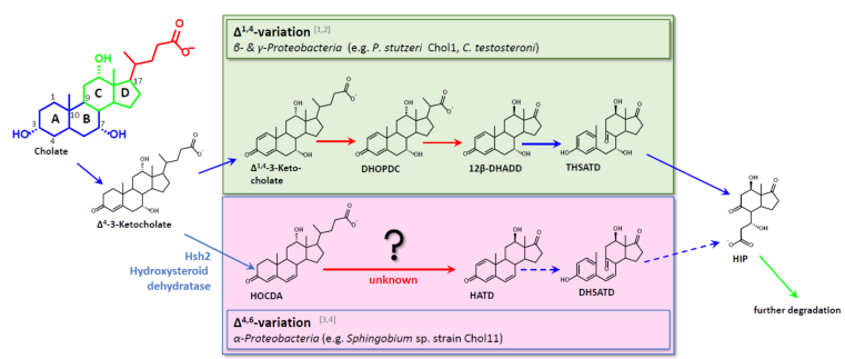 Cholate degradation in Pseudomonas sp. strain Chol1 as an example for degradation of steroids
