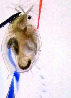 Daphnia Pumpt 2farben