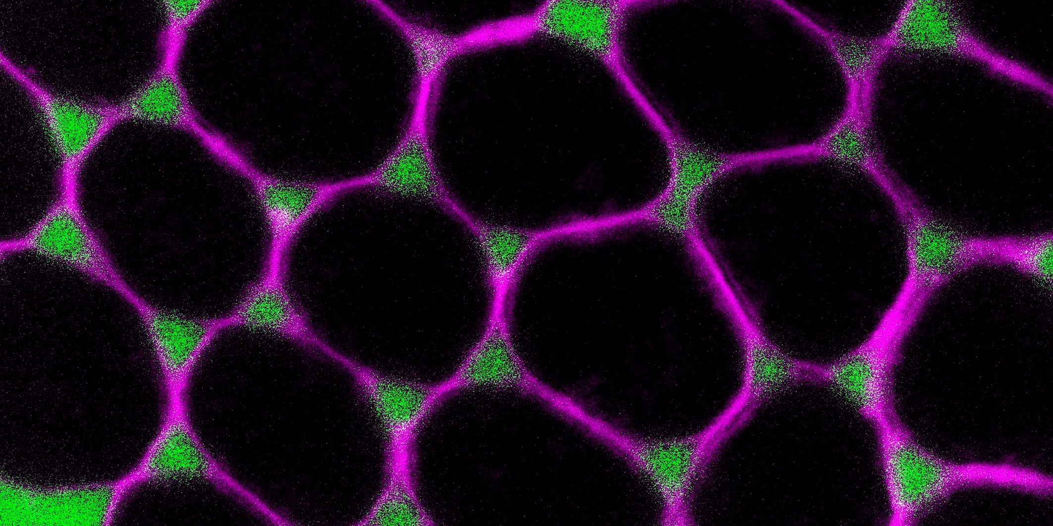 Junctions between three cells serve as gateways for the transport of substances