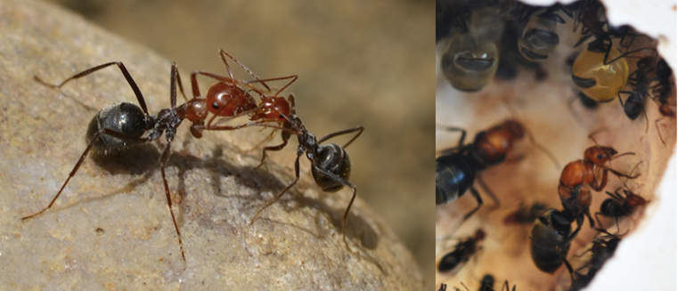 Fig.2: Two Myrmecocystus mendax workers exchanging liquid food and part of a nest with queen and the famous honeypots (workers that have been converted to food storage containers).
