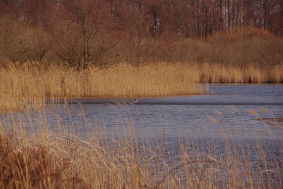 Gewässer-Ökosysteme stehen im Mittelpunkt der Jahrestagung der Deutschen Gesellschaft für Limnologie.