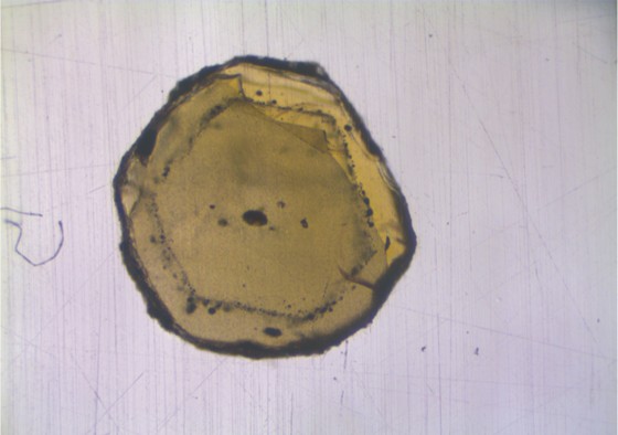 Das Mineral Olivin enthält nur wenige Mikrometer große Schmelzeinschlüsse (schwarze Punkte). Die Geochemiker isolierten diese und untersuchten die isotopische Zusammensetzung mithilfe der Massenspektrometrie