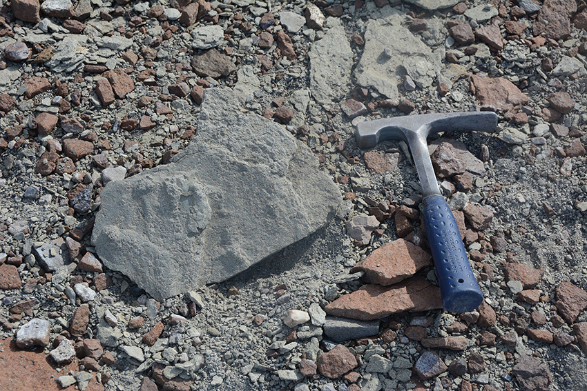 Das Fundstück: ein 200 Millionen Jahre alter Saurier-Fußabdruck