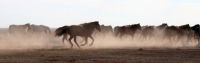 Pferde in der kasachischen Steppe