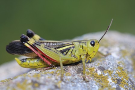 Arcyptera Fusca