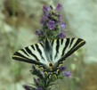 Iphiclides Podalirius Kl2