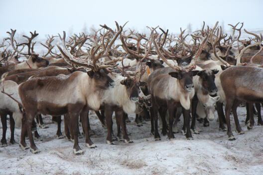 Reindeer bulls just losing the skin from their fresh antler. Fresh Reindeer antlers sold to China provide currently new and major source of income to Nenets Reindeer herders