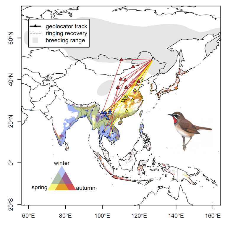 Stop-over sites and migration routes of the Siberian Rubythroat from ring recoveries and geolocator tracking; plotted on top of the modelled year-round distribution based on citizen-science data (Heim et al. submitted). Bird illustration reproduced with permission of Lynx Edicions.