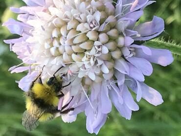 A picture of a bumblebee visiting a flower