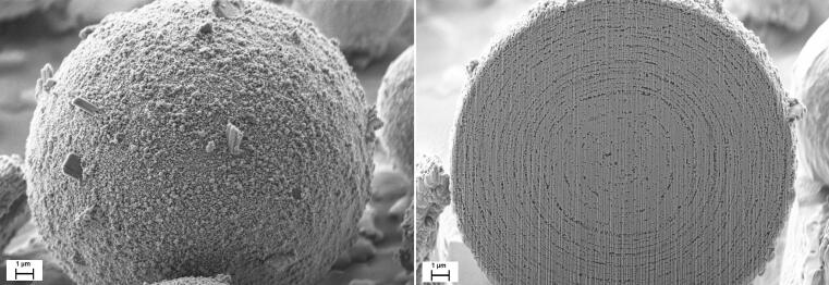 Scanning electron microscopy images