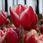 Quelle: MathijsJH/cc-by-sa Teaserbild