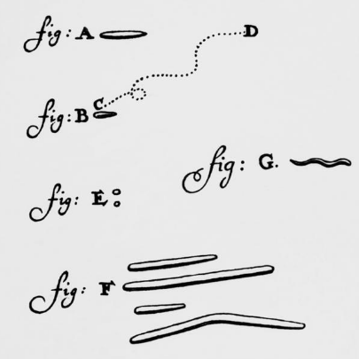 Leuwenhoek Picture Of Animacules 1 1png