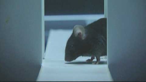 Furcht und Angst sch&uuml;tzen Menschen vor gef&auml;hrlichen Situationen. Geraten diese Mechanismen jedoch aus der Balance, spricht man von einer Angsterkrankung. Prof. Pape und sein Team erforschen an M&auml;usen, wie falsch programmierte &Auml;ngste wieder verlernt werden k&ouml;nnen.