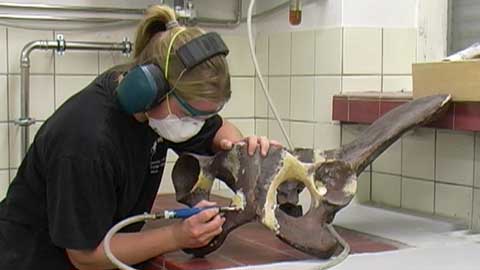 Neben Studium und Forschung bietet die Universit&auml;t M&uuml;nster 21 verschiedene Ausbildungsberufe. Vom IT-System-Elektroniker bis hin zum Pr&auml;parator - die WWU ist bekannt als qualifizierter Arbeitgeber und Ausbildungsbetrieb. Die Reihe Azubi@wwu stellt einige dieser Berufe vor.

