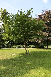 Weißer Maulbeerbaum