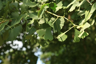 Blätter Ginkgo