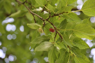 Weißer Maulbeerbaum, Blätter 